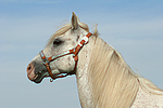 pferdefotos ponys