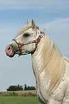 pferdefotos ponys