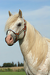 pferdefotos ponys