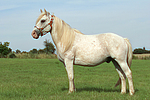 pferdefotos ponys