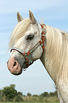 pferdefotos ponys