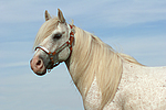 pferdefotos ponys