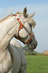 pferdefotos ponys