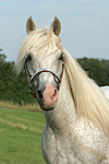 pferdefotos ponys
