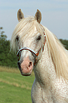 pferdefotos ponys