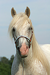 pferdefotos ponys