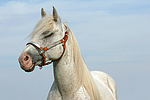 pferdefotos ponys