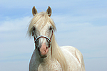 pferdefotos ponys
