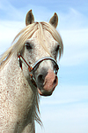 pferdefotos ponys