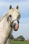 pferdefotos ponys
