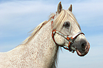 pferdefotos ponys