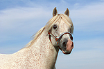 pferdefotos ponys