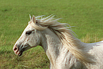 pferdefotos ponys