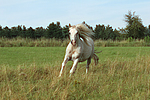 pferdefotos ponys