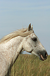 pferdefotos ponys