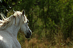 pferdefotos ponys