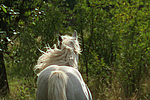 pferdefotos ponys
