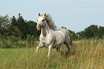 pferdefotos ponys