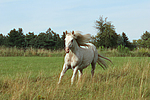 pferdefotos ponys