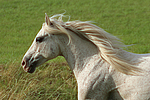 pferdefotos ponys