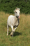 pferdefotos ponys
