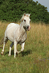 pferdefotos ponys