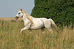 pferdefotos ponys