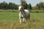pferdefotos ponys