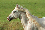 pferdefotos ponys