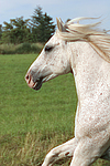 pferdefotos ponys