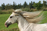pferdefotos ponys