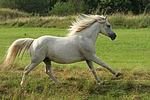 pferdefotos ponys