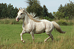 pferdefotos ponys