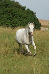 pferdefotos ponys