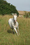 pferdefotos ponys