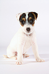 hundefotos parson_russell_terrier