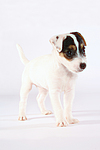 hundefotos parson_russell_terrier