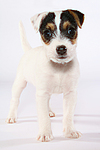 hundefotos parson_russell_terrier