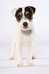 hundefotos parson_russell_terrier