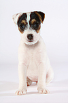 hundefotos parson_russell_terrier