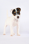 hundefotos parson_russell_terrier