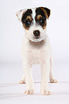 hundefotos parson_russell_terrier
