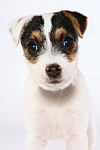 hundefotos parson_russell_terrier