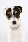 hundefotos parson_russell_terrier