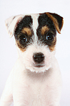 hundefotos parson_russell_terrier