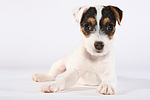 hundefotos parson_russell_terrier