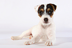 hundefotos parson_russell_terrier