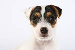hundefotos parson_russell_terrier