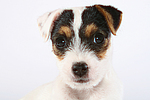 hundefotos parson_russell_terrier