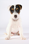 hundefotos parson_russell_terrier